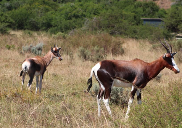 0 Bedroom Property for Sale in Mossel Bay Rural Western Cape